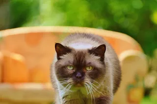 沙发，沙发，猫，英国短毛猫，纯种马，皮草