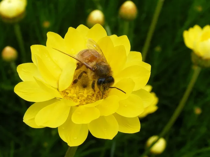蜜蜂，纸雏菊，雏菊，蜜蜂，黄色，花粉