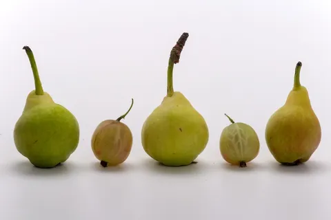 水果，梨，宏，成熟