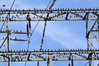 星，凝视，星飞行，鸟群