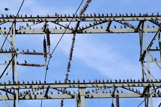 星，凝视，星飞行，鸟群