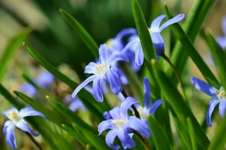 风信子，雪花，春天的迹象，Chionodoxa