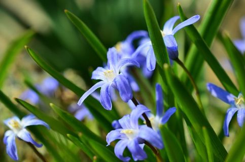 风信子,雪花,春天的迹象,Chionodoxa 风信子,雪花,春天的迹象,Chionodoxa