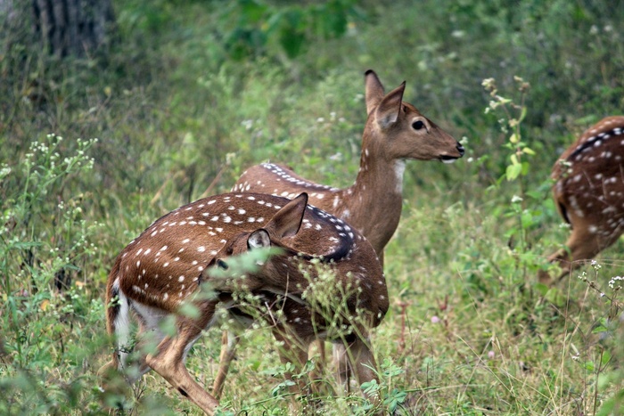 鹿，森林，野生动物，自然，动物，野生，自然