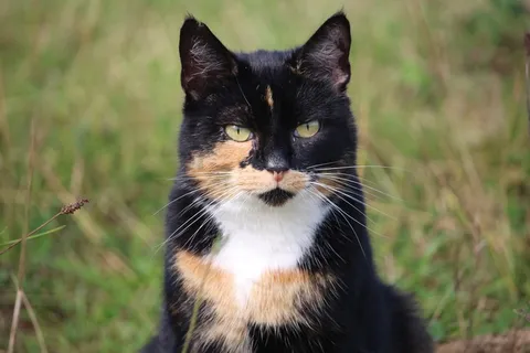 猫，幸运猫，Mieze，家猫，三色