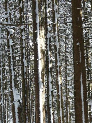 冷杉，冷杉，树木，雪域，冬天，雪，寒冬