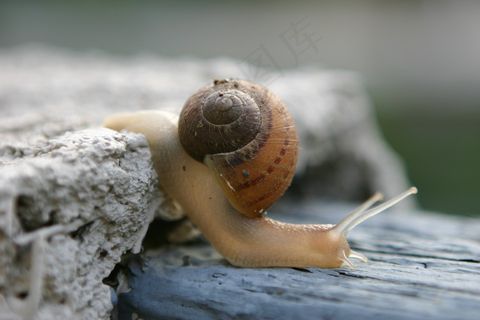 卧牛，贝壳，爬行，蜗牛，谢尔
