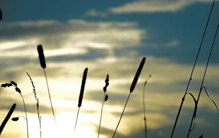 草，日落，景观，植物，景区，场，天空