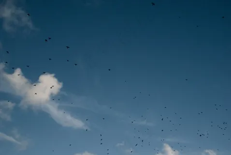 天空,飞机,海洋,卡通动漫人物,屏幕截图,天空中的鸟