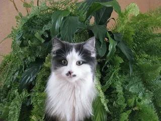 动物，猫，动物的脸，好奇，猫的眼睛