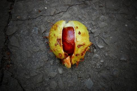 栗子，栗子，七叶树，秋天