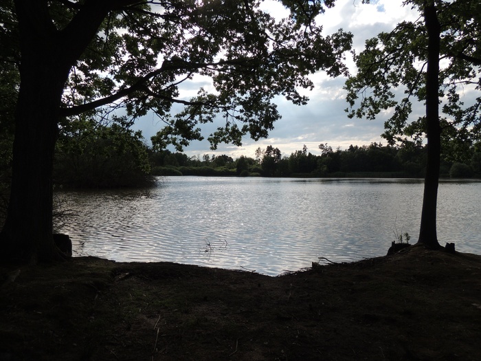 池塘，意见，树木，灌木，水，它反映了阳光