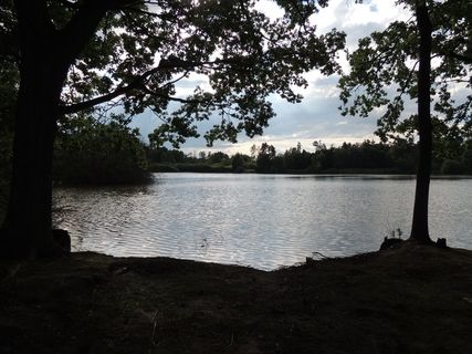 池塘，意见，树木，灌木，水，它反映了阳光