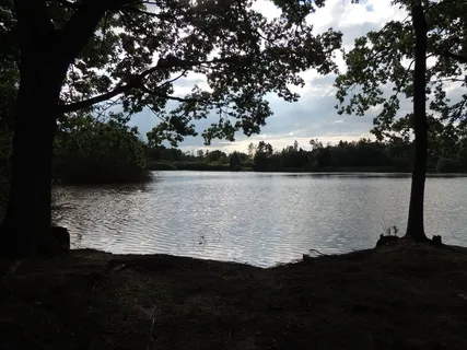 池塘,意见,树木,灌木,水,它反映了阳光 池塘,意见,树木,灌木,水,它反映了阳光