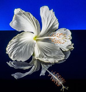 芙蓉花，开花，花，白，棉花糖