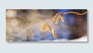 开瓶器榛树，树，道路，分支机构，卡尔，冬季，雾