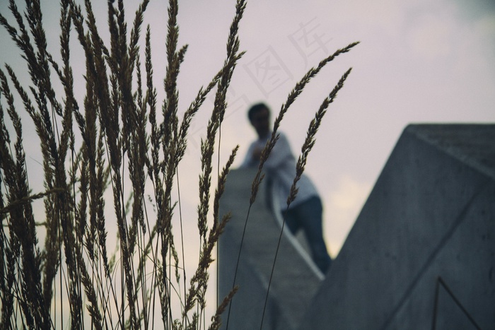 植物,盆栽植物,夜鹭,红嘴鸥,树,在背景中的模糊的人