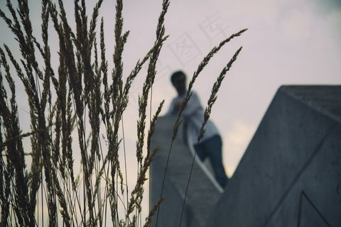 植物,盆栽植物,夜鹭,红嘴鸥,树,在背景中的模糊的人