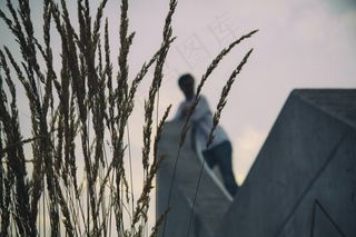 植物,盆栽植物,夜鹭,红嘴鸥,树,在背景中的模糊的人