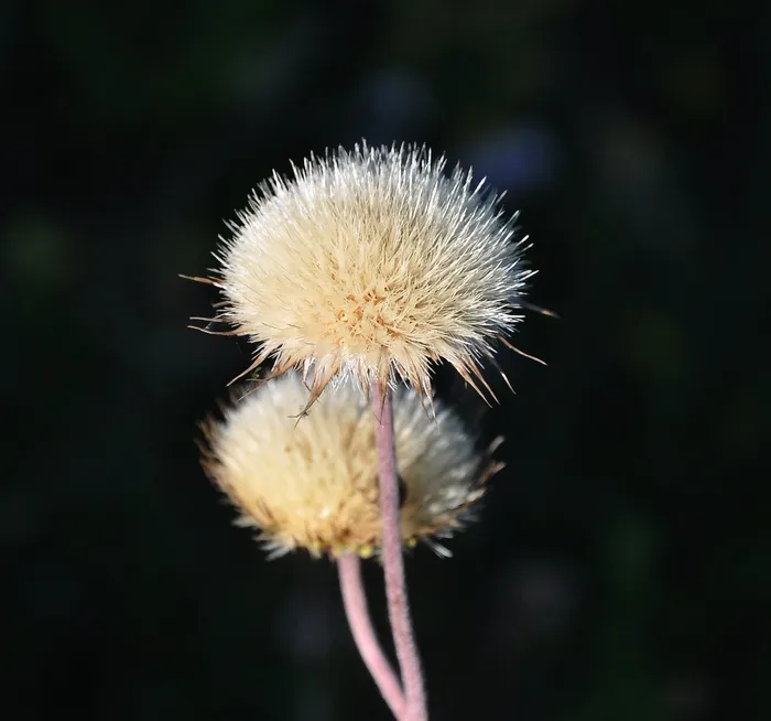 野花，夏天，原野，宏