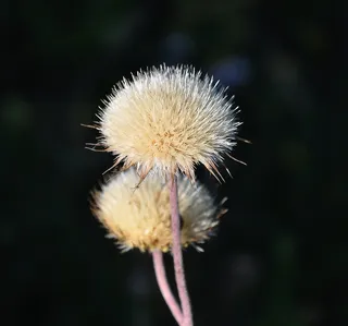 野花，夏天，原野，宏