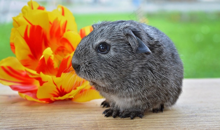 豚鼠，光滑的头发，银，年轻的动物，啮齿动物