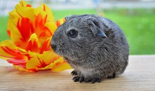 豚鼠，光滑的头发，银，年轻的动物，啮齿动物