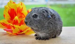 豚鼠，光滑的头发，银，年轻的动物，啮齿动物