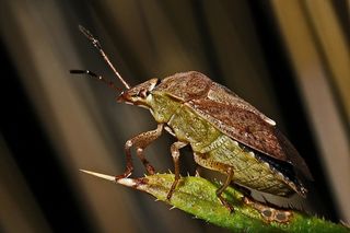 盾牌-Bug，宏，昆虫，无脊椎动物，节肢动物