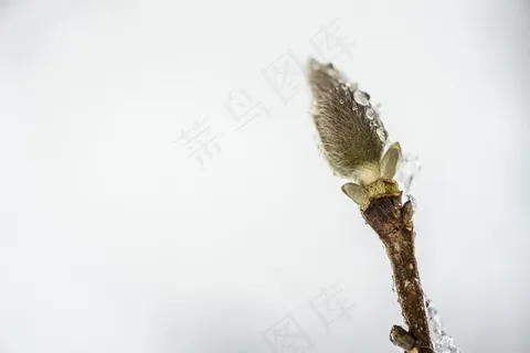 柳絮，冻结，冰，冬天，透明，弗罗斯特，植物