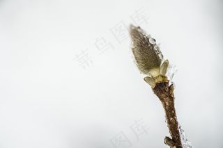 柳絮，冻结，冰，冬天，透明，弗罗斯特，植物