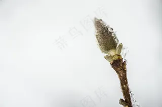 柳絮，冻结，冰，冬天，透明，弗罗斯特，植物