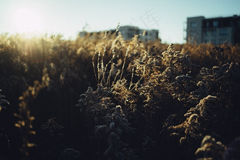 芦花,麦田,天空,芦苇,山峦,在上方的日落