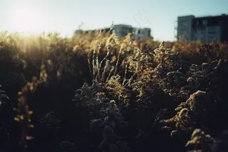 芦花,麦田,天空,芦苇,山峦,在上方的日落