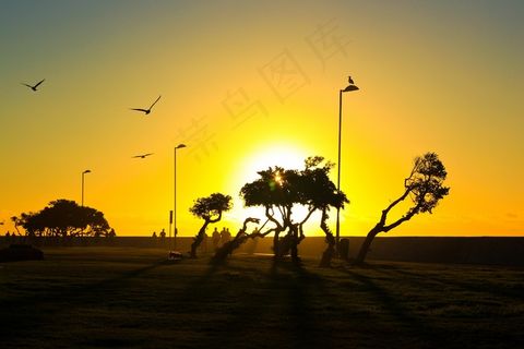 天空,霞光,雪树银花,树,街灯,日落时的树木