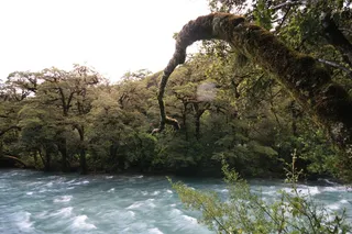 河流，急流，树木，户外，流，流，森林