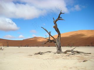 树，沙漠，沙，沙丘，景观，Sossusvlei