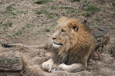 狮子,野生,野生动物,猫,大,哺乳动物,猫科动物 狮子,野生,野生动物,猫,大,哺乳动物,猫科动物