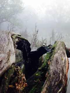 沼泽,雾,木,性质,湖泊风景,景观,心情,日志 沼泽,雾,木,性质,湖泊风景,景观,心情,日志