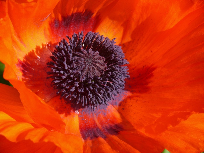 罂粟，罂粟花，Klatschmohn，花，花萼，红色