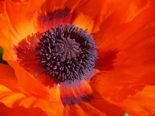 罂粟，罂粟花，Klatschmohn，花，花萼，红色