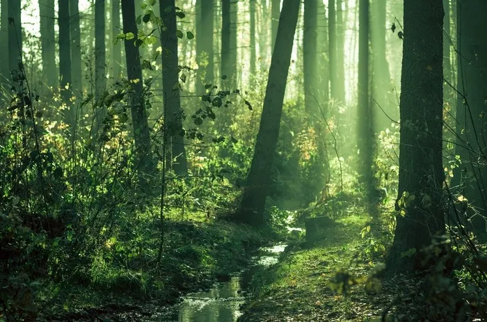 生态林,竹林,松林,竹子,阳光森林,初冬