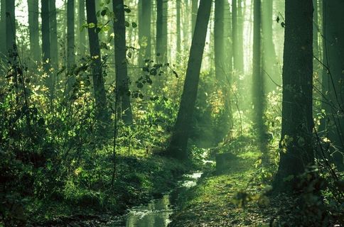 生态林,竹林,松林,竹子,阳光森林,初冬