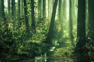 生态林,竹林,松林,竹子,阳光森林,初冬