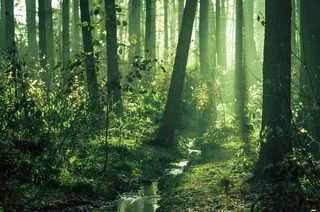 生态林,竹林,松林,竹子,阳光森林,初冬