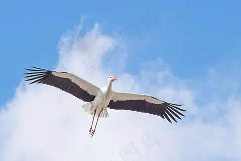 鹳,鸟,动物,飞,白鹳,拨浪鼓鹳 鹳,鸟,动物,飞,白鹳,拨浪鼓鹳