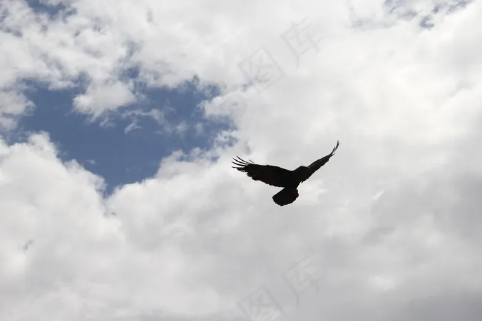 乌鸦，乌鸦，鸟，天空，剪影，黑色，翼