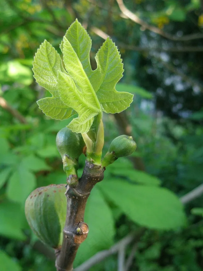 无花果，水果，叶子，绿色，春天，植物