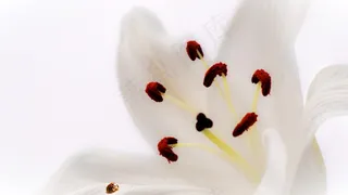 花，赖氨酸，瓢虫，粉红色，昆虫，鸢尾花