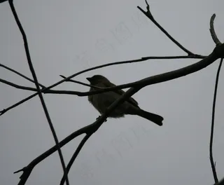 鸟，小，单，枝，飞，翅膀，羽毛